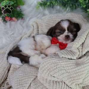 Gus (Mini), Shih Tzu Puppy